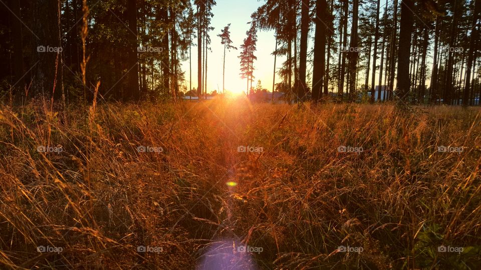 Scenic view of forest at sunset