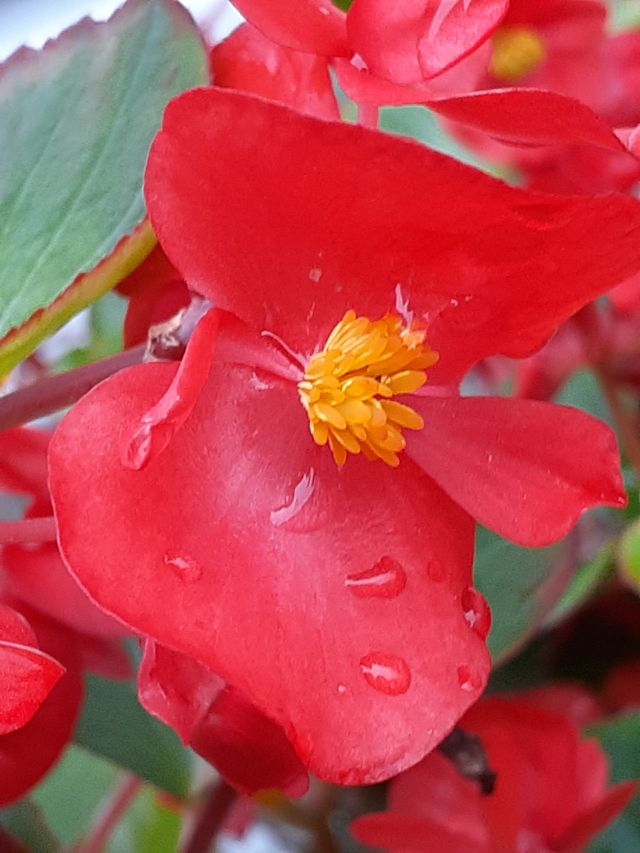 portrait of a plant
