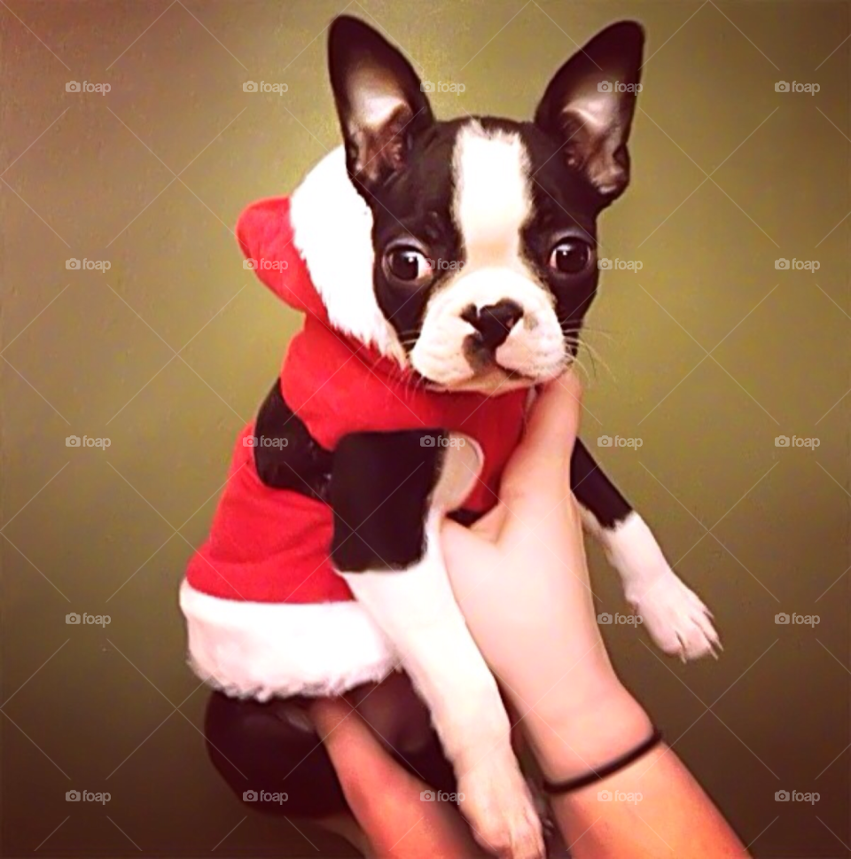 dog christmas cute puppy by iflyfearless