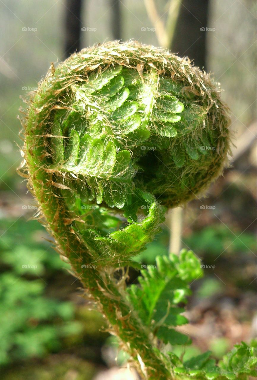 coiled fern