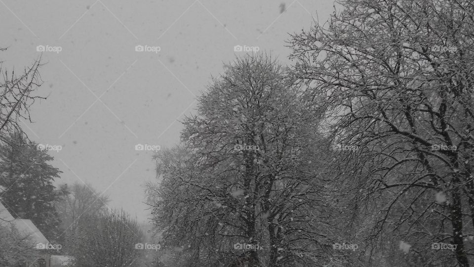 The first snowfall of 2016, in Kentland, Indiana.