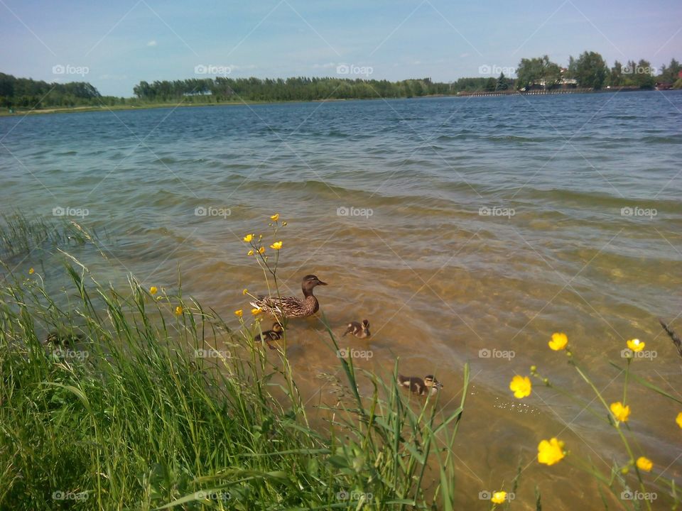 Water, Lake, Summer, Nature, Beach