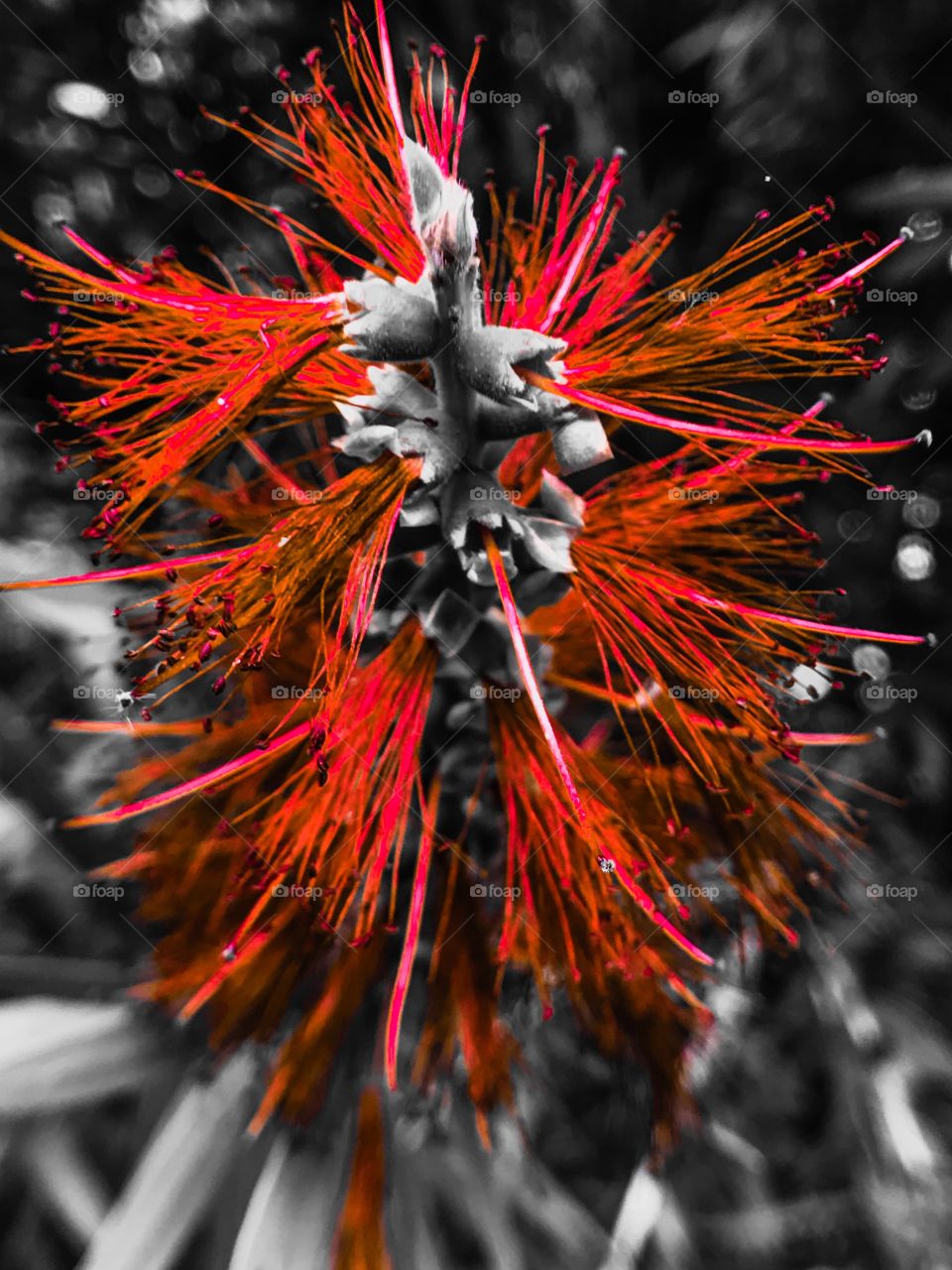 Red plant