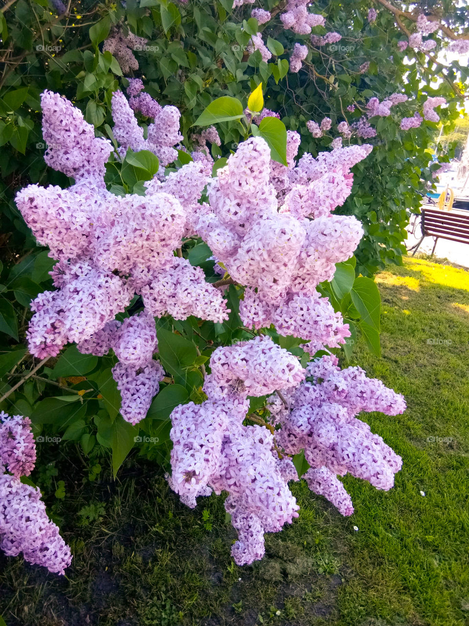 when spring is coming, the bloom of flower makes a good image to see... 
#mermaid