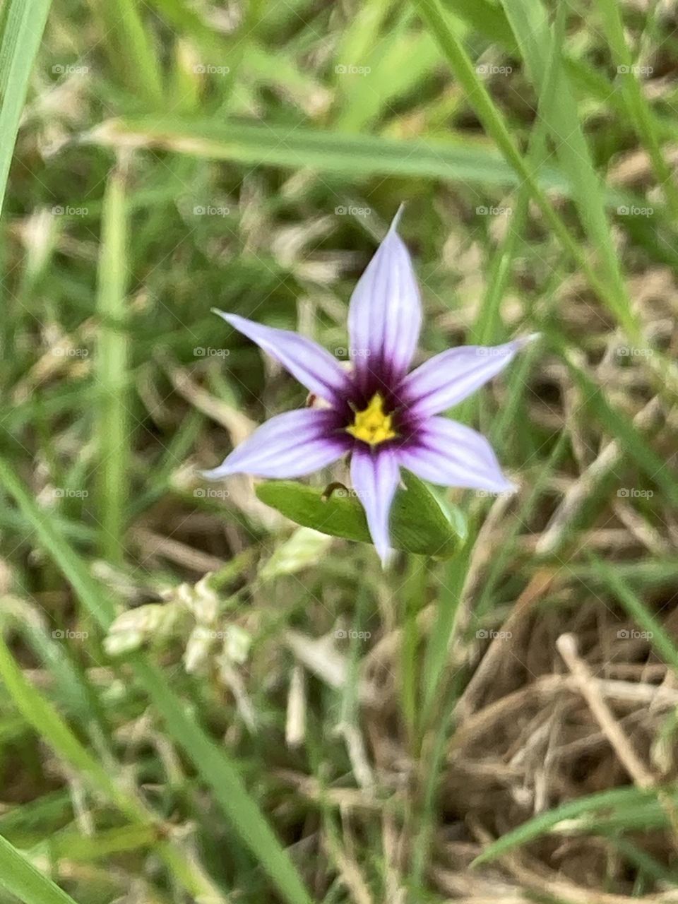 Delicada flor silvestre de roxa com miolo amarelo, rodeada por folhas de capim miúdo.
