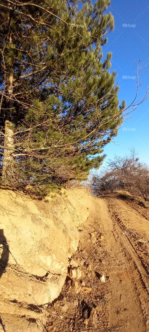A beautiful pine forest in a sunny day