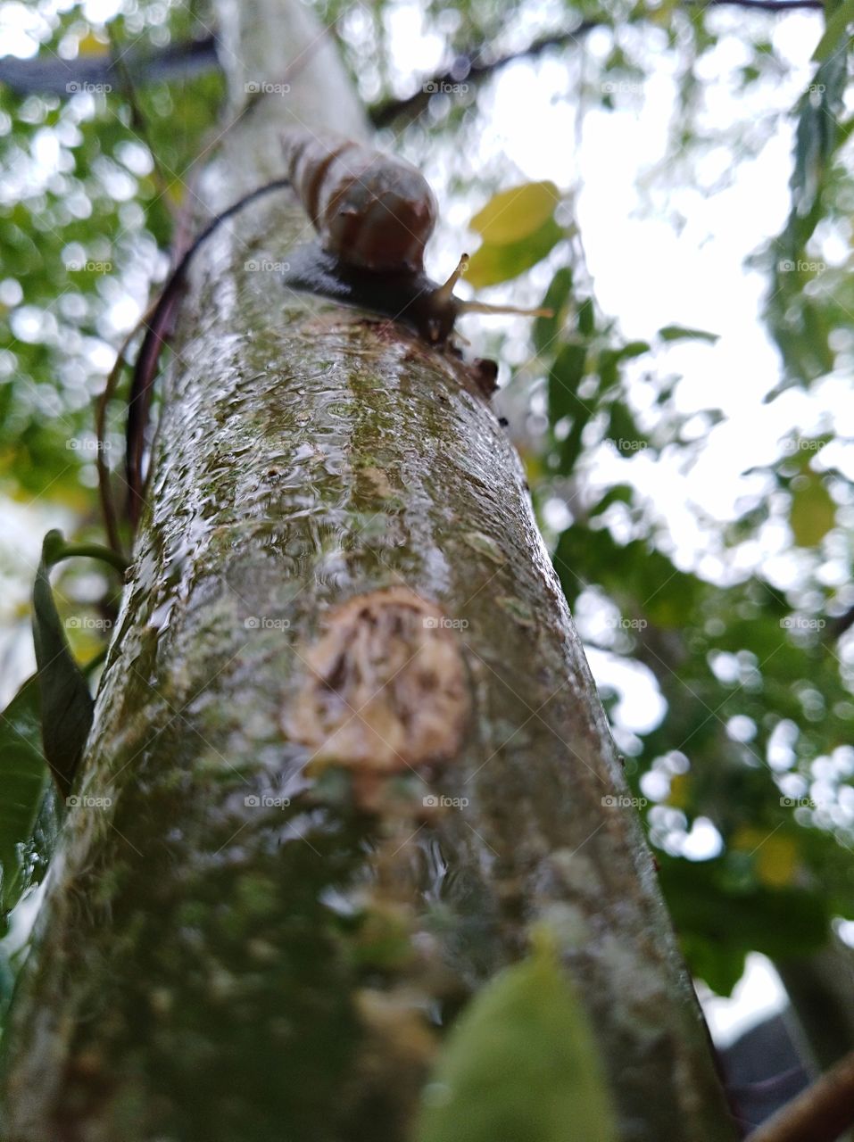 Snail on a Moringa tree.