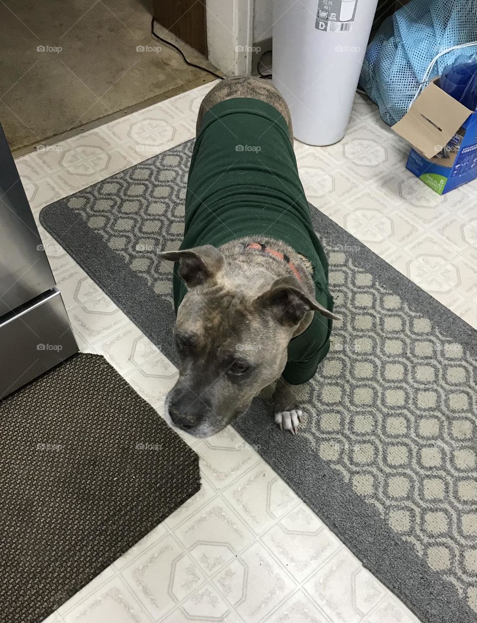 A pitt bull named Diva.