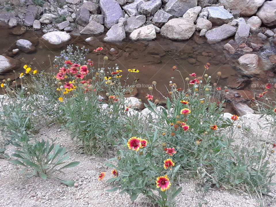 flowers by a stream