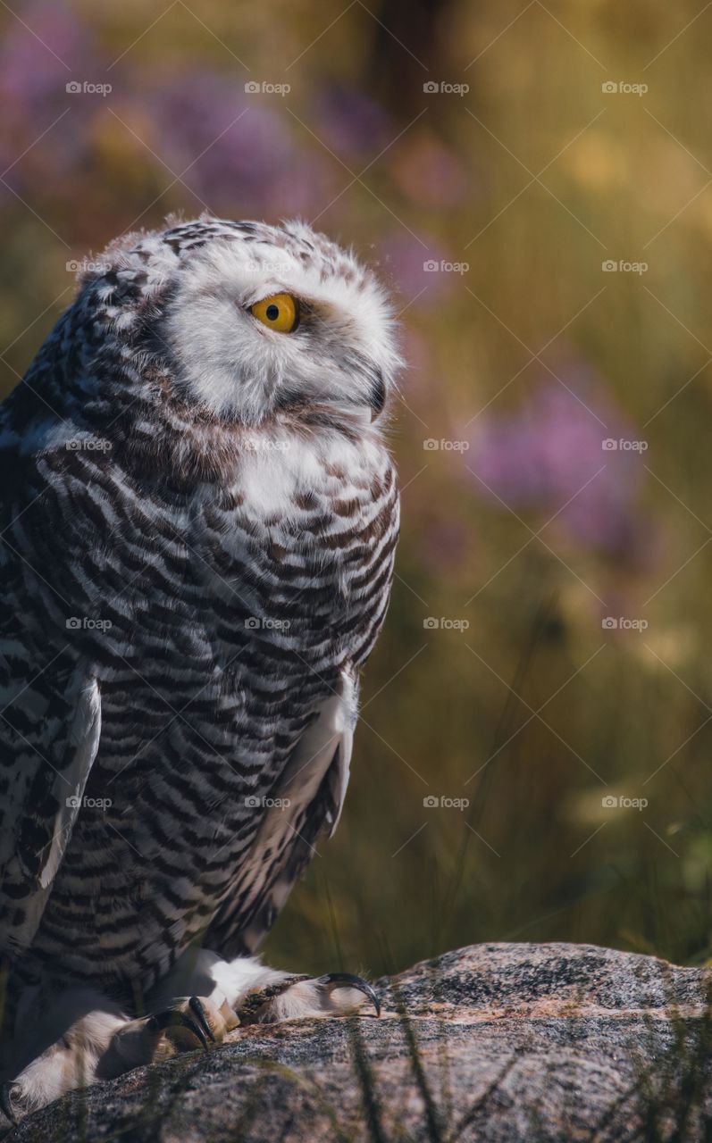Black and white owl on the tree branch at day time