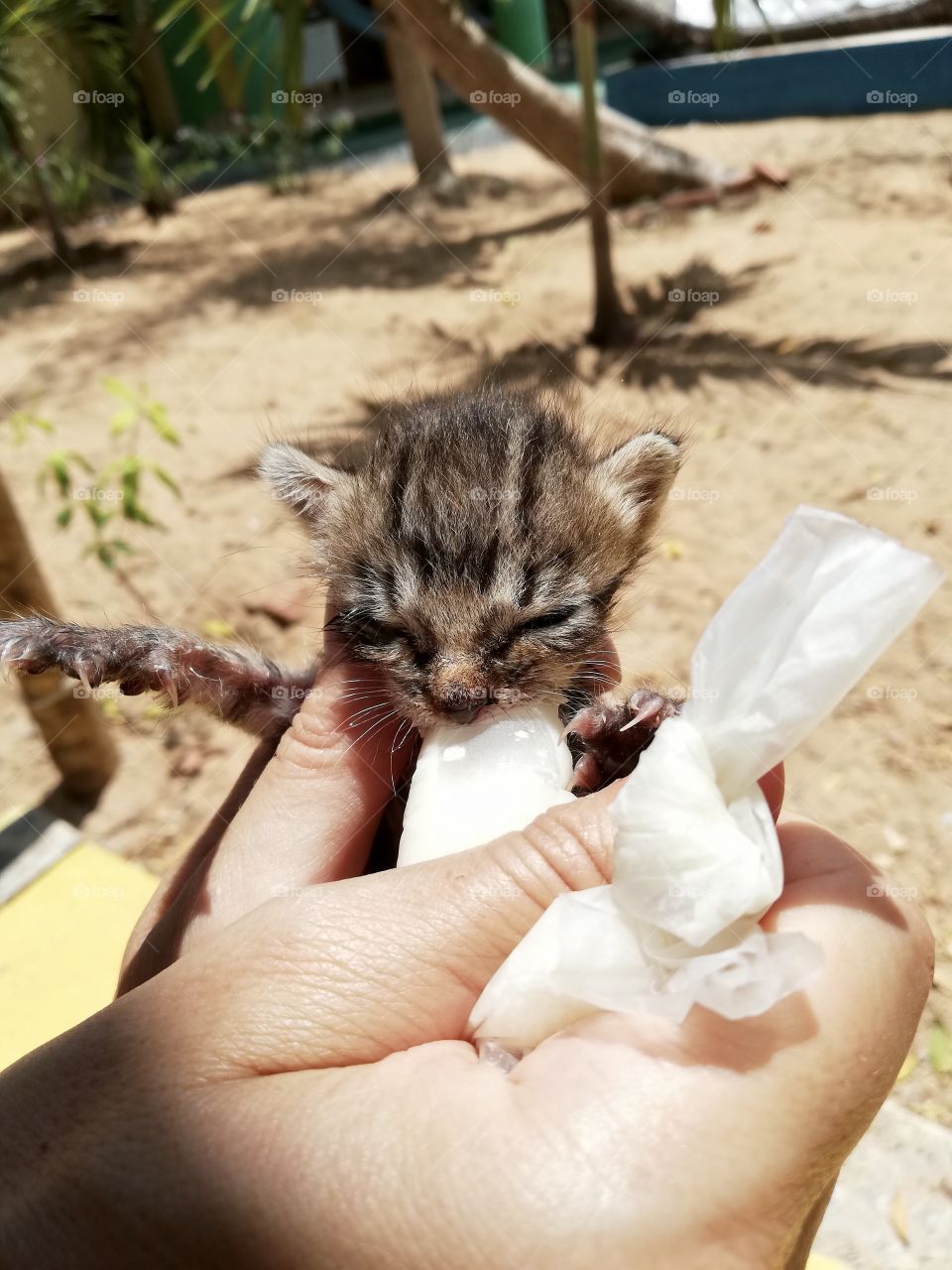 Kitty eating milk from gloves 