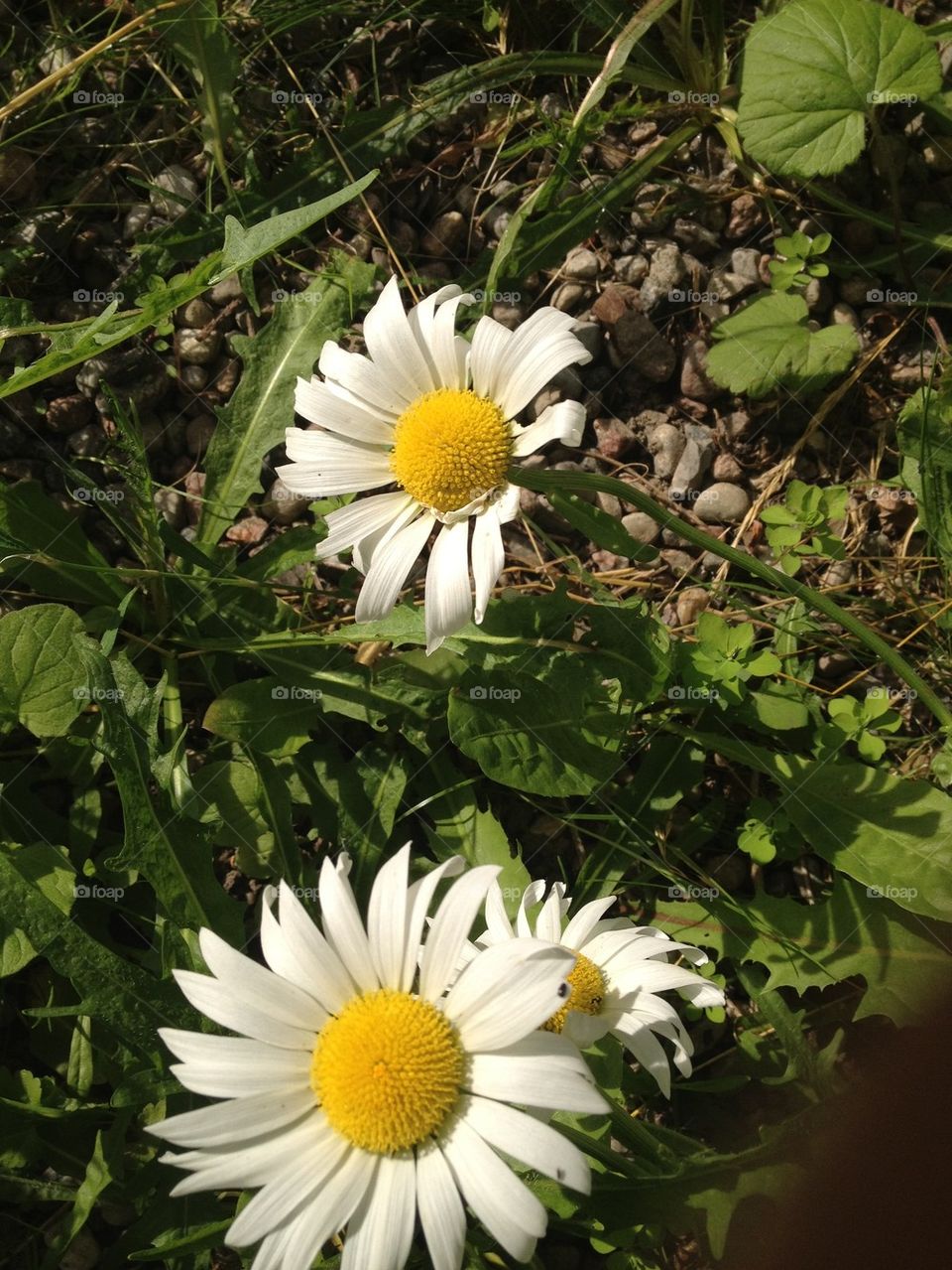 White flowers ,