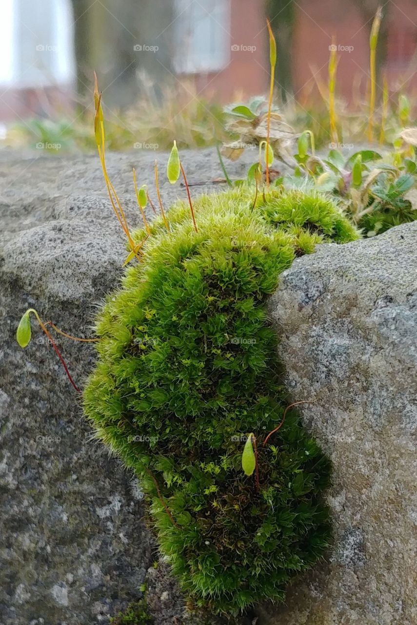 Mooa Frühling Grün