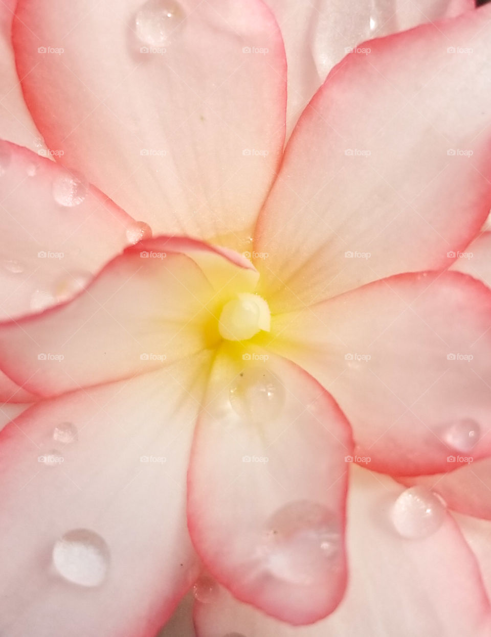 Raindrops on a Flower