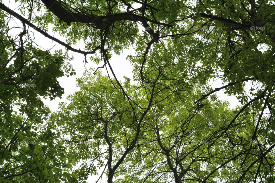 green trees view from the ground