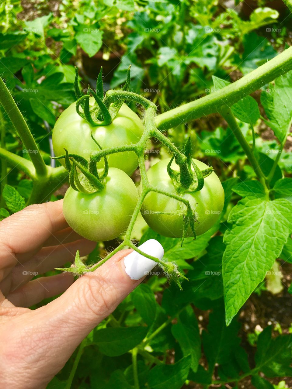 Organic green tomatoes homegrown