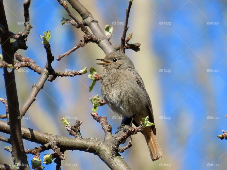 Singing black redstart