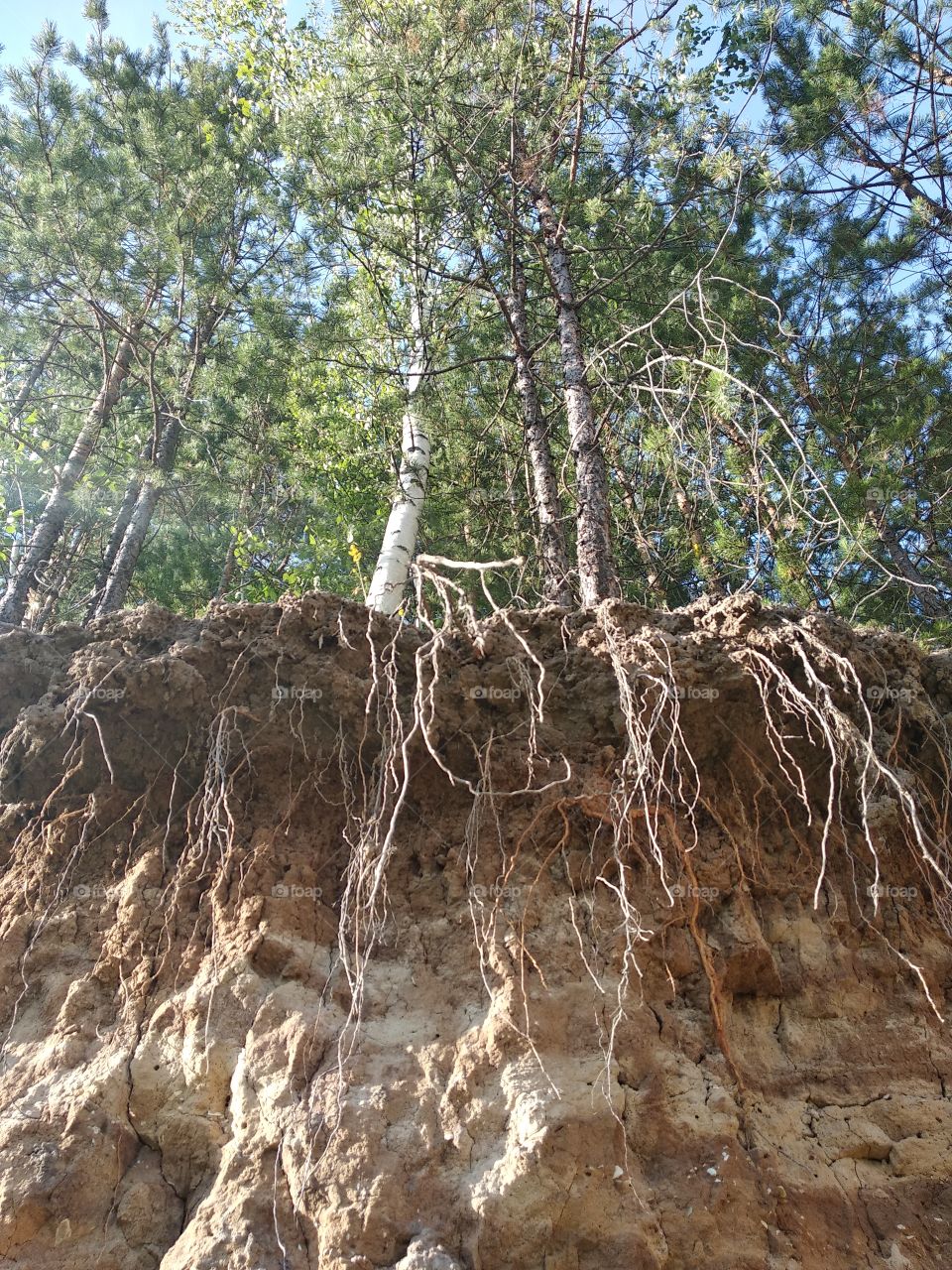 trees (birch, pine) on the edge of a cliff with hanging roots