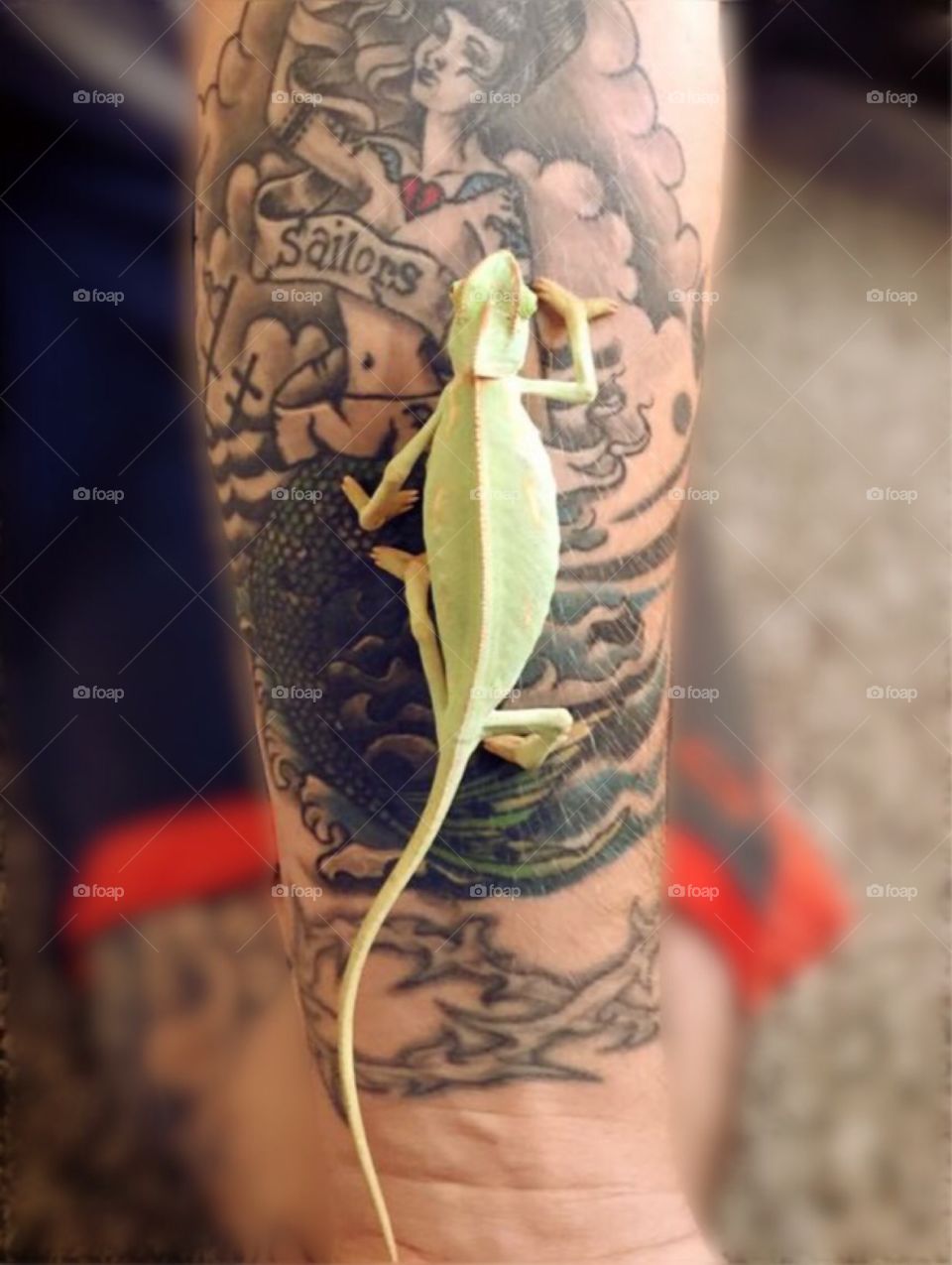 Chameleon exploring the mermaid tattoo 