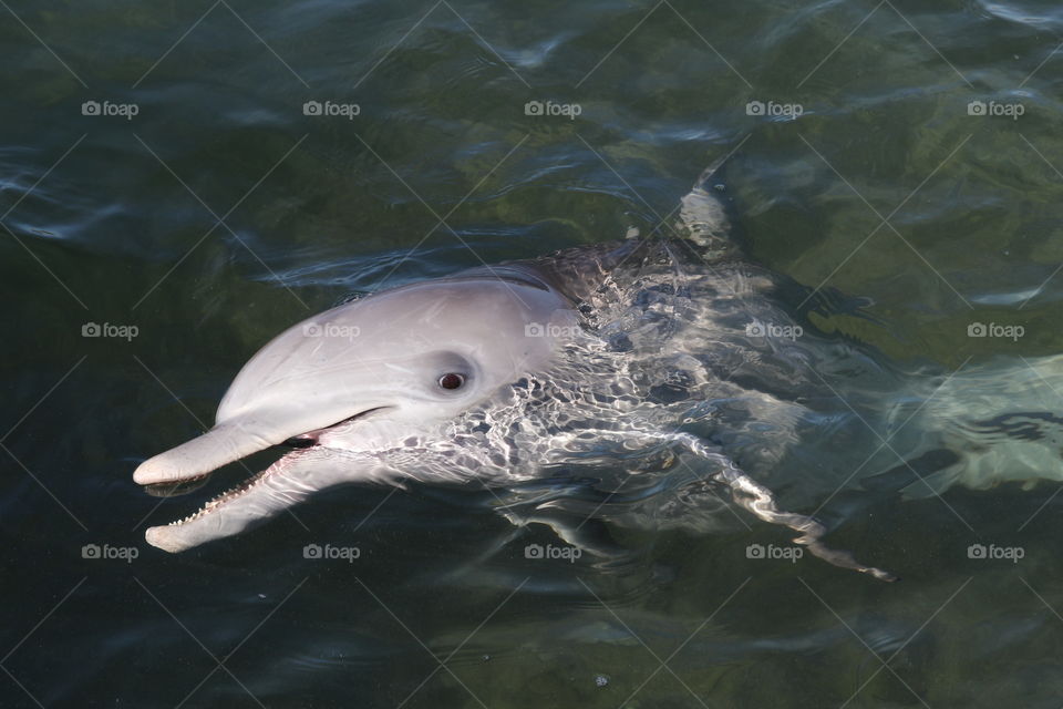 Friendly wild dolphin, South Australia closeup, head out of water, in the ocean, Spencer Gulf, Eyre Peninsula, Australian wildlife