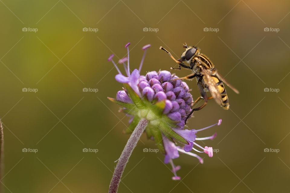 bees can be beautiful