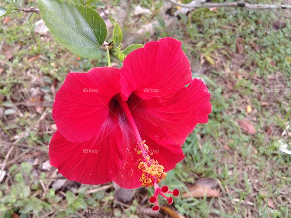 beautiful rouge hibiscus