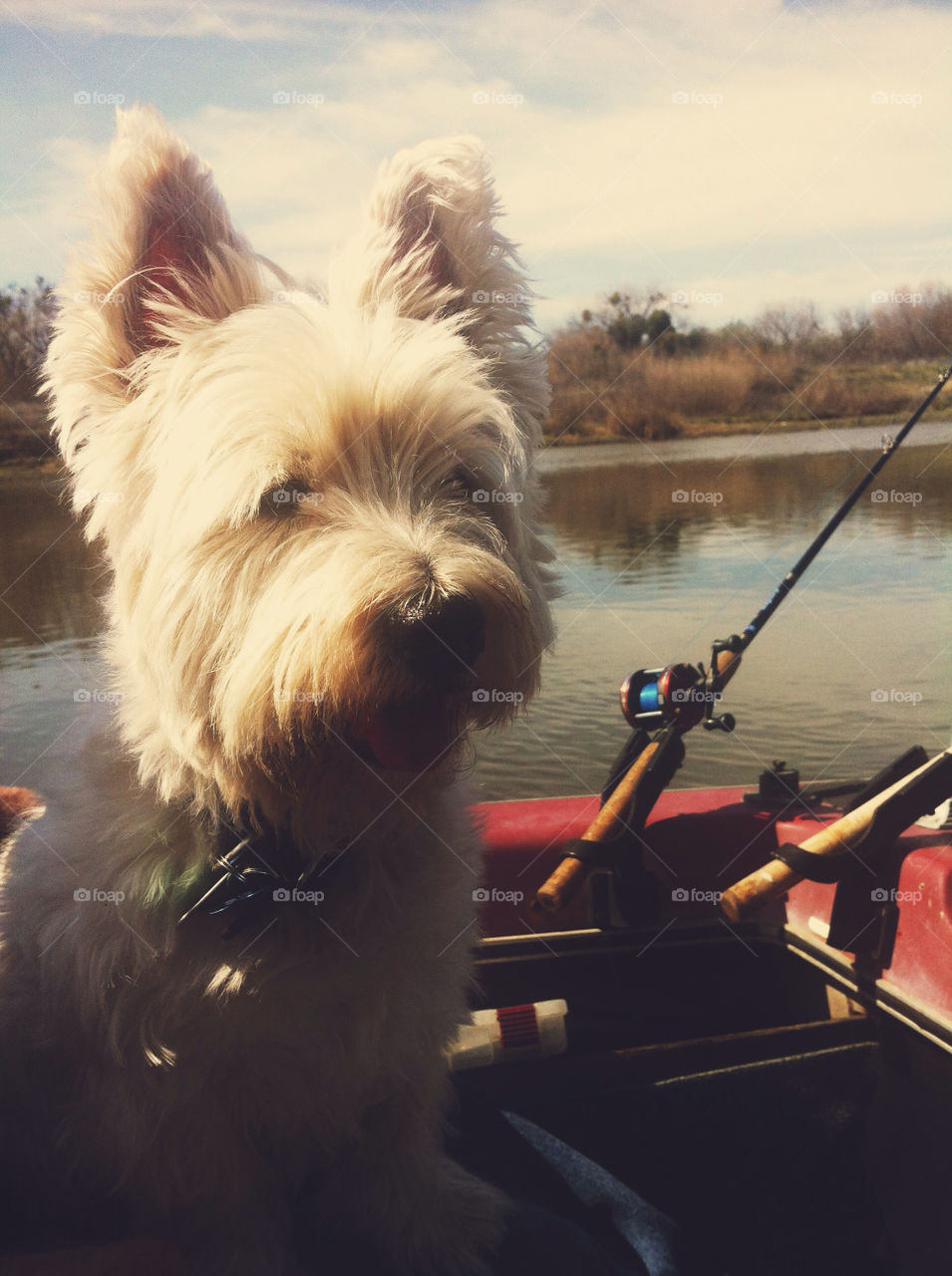 outdoors white dog animal by JB325