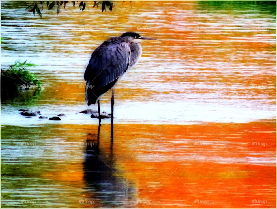 A Crane. In the rain, in a river, in the fall