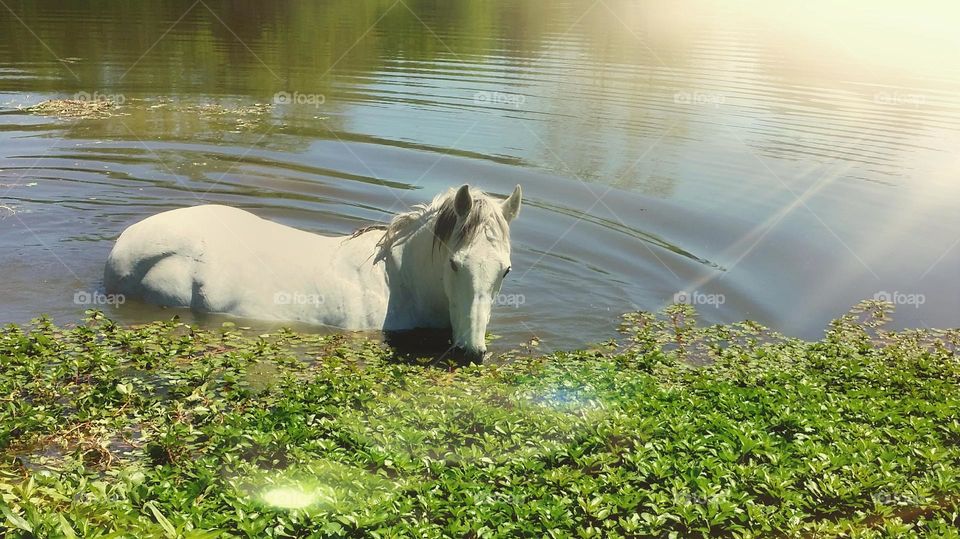 Horse in a Pond