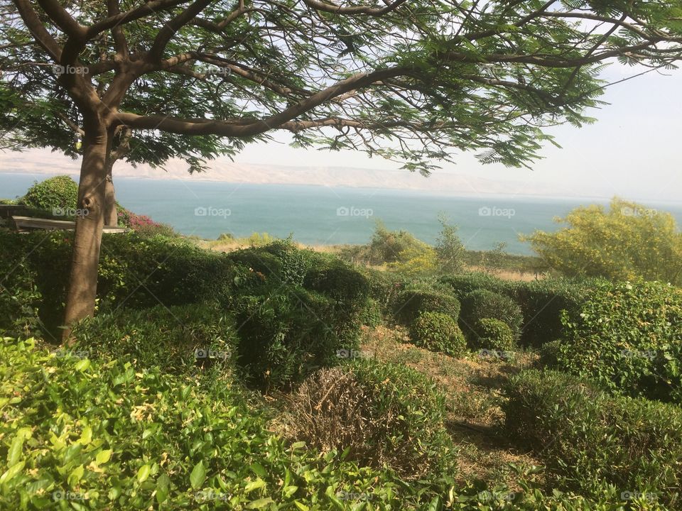 Greenery around the Sea of Galilee