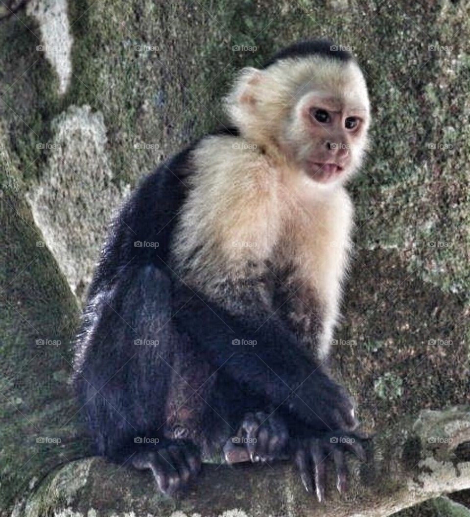 White-throated Capuchin 