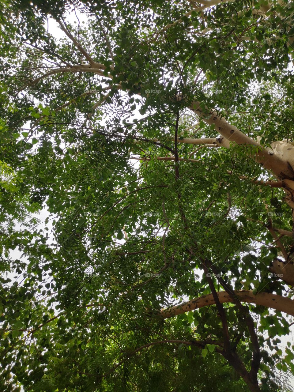 a image of large pipal tree
