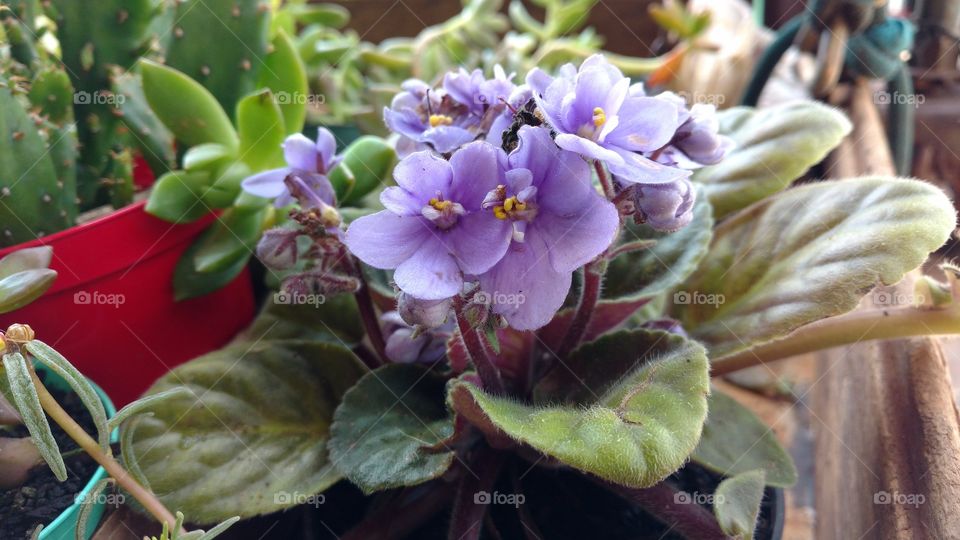 Folhas macias com flores lilases.