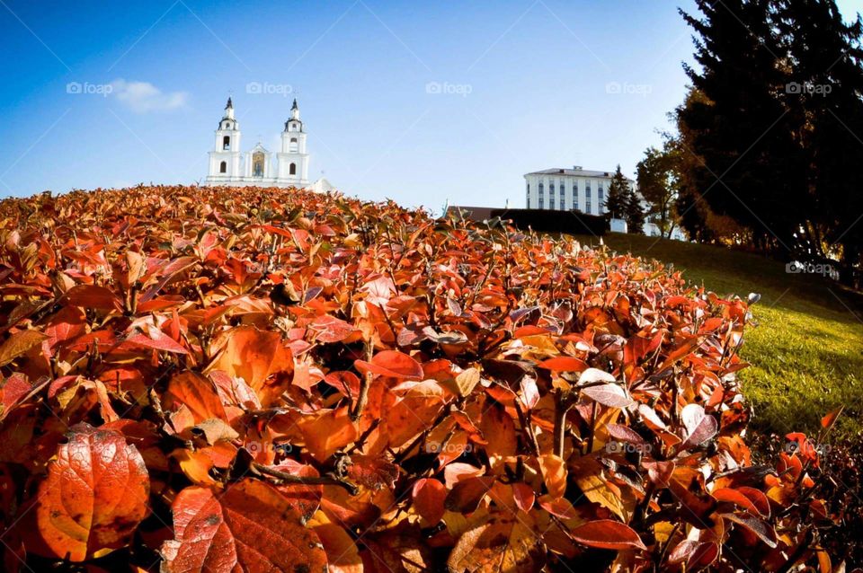 Red foliage and a temple behind 