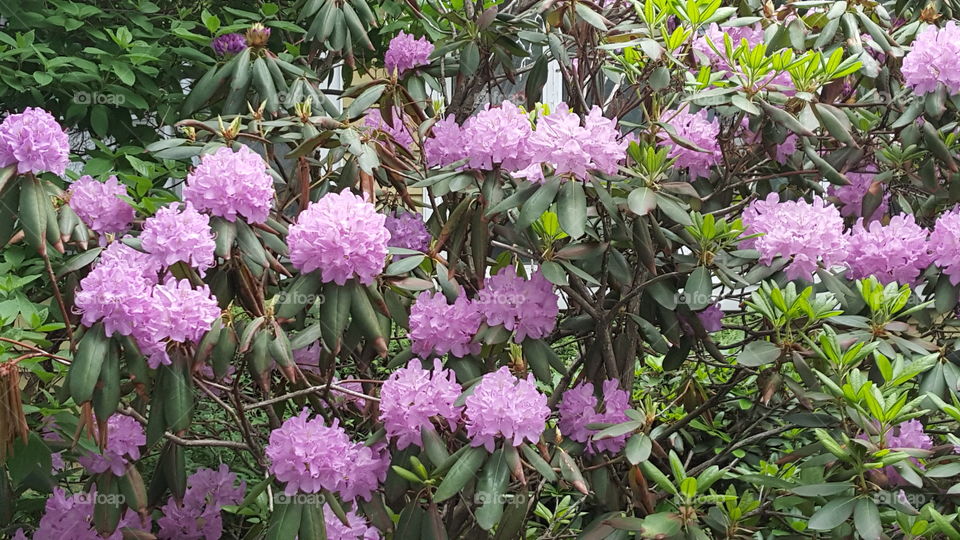 Rhododendron. outside my window