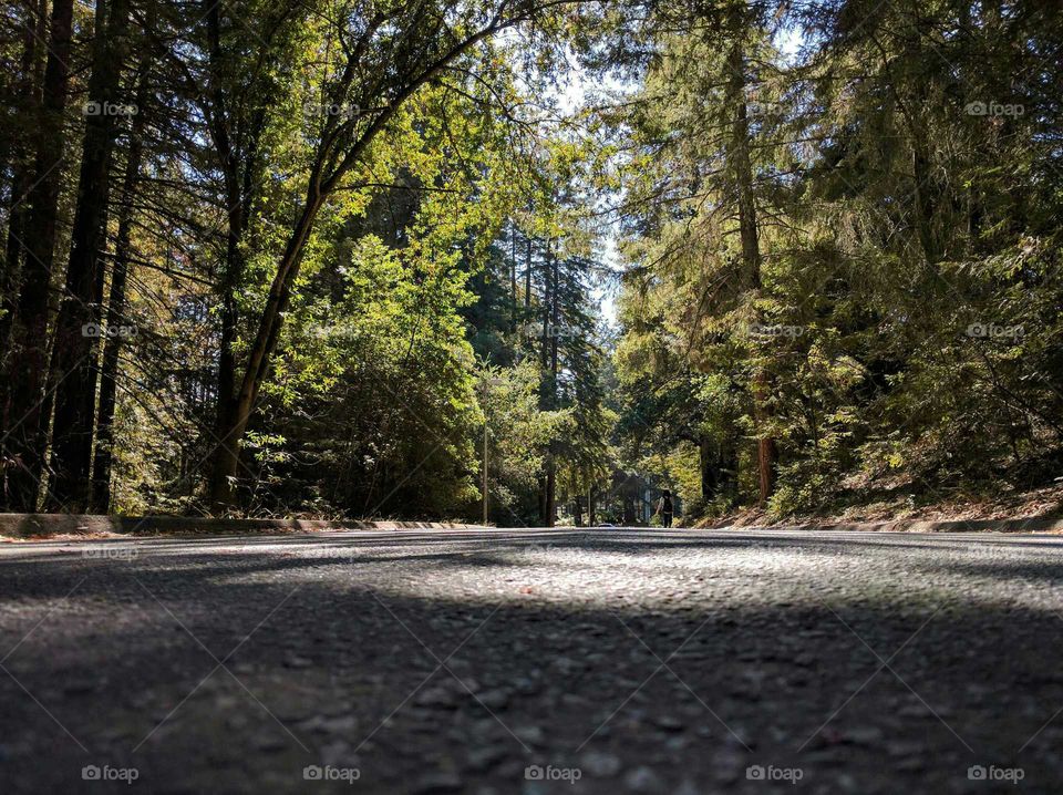 Beneath the tree canopies