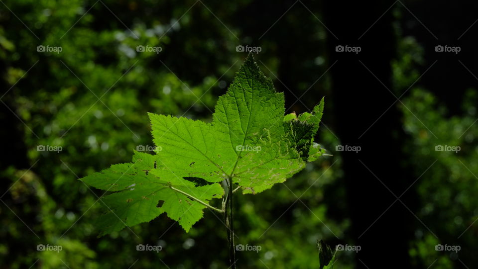 Leaves in green forest