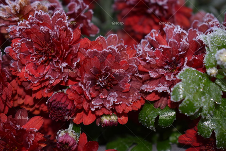 Frosty red mums