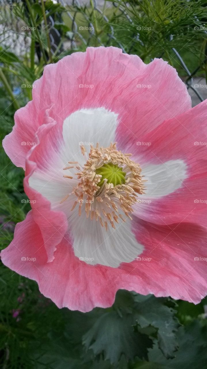 my poppys2014