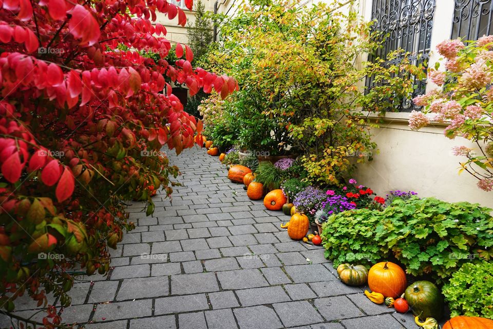 Snapshot of a colourful Pumpkin lined path so seasonal 🌿🍁🍃🍂