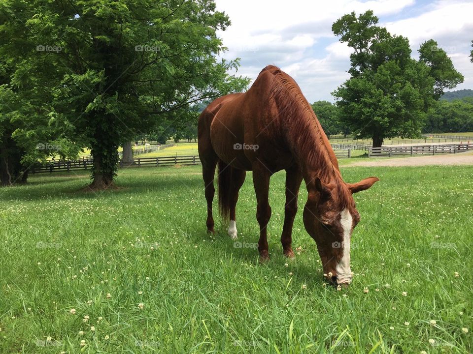 Out grazing in his field