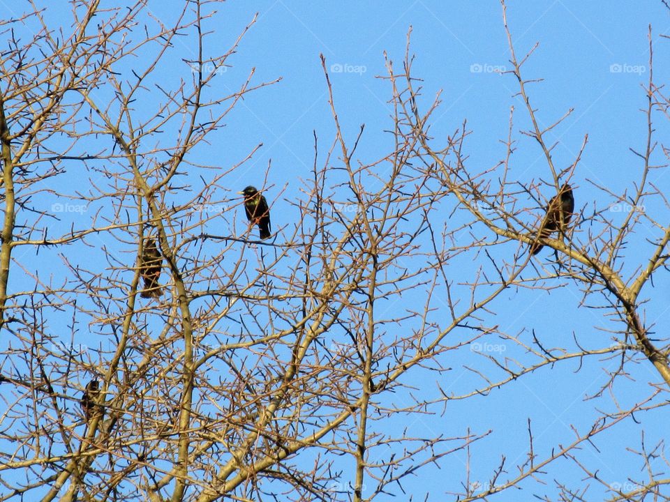starlings in branches