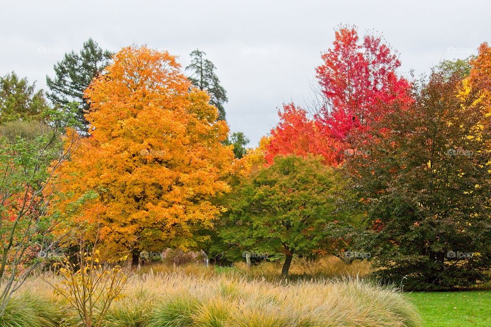 autumn tree in the park
