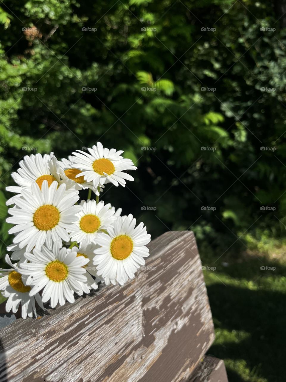 Blooms 🌼