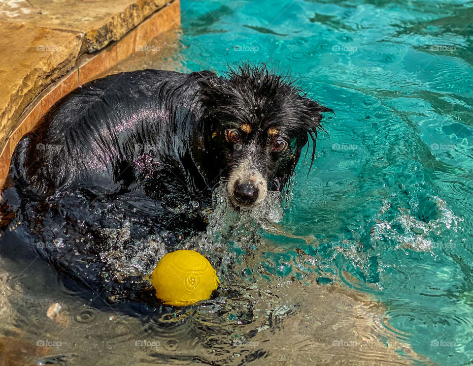High angle view of a dog playing in a swimming pool 