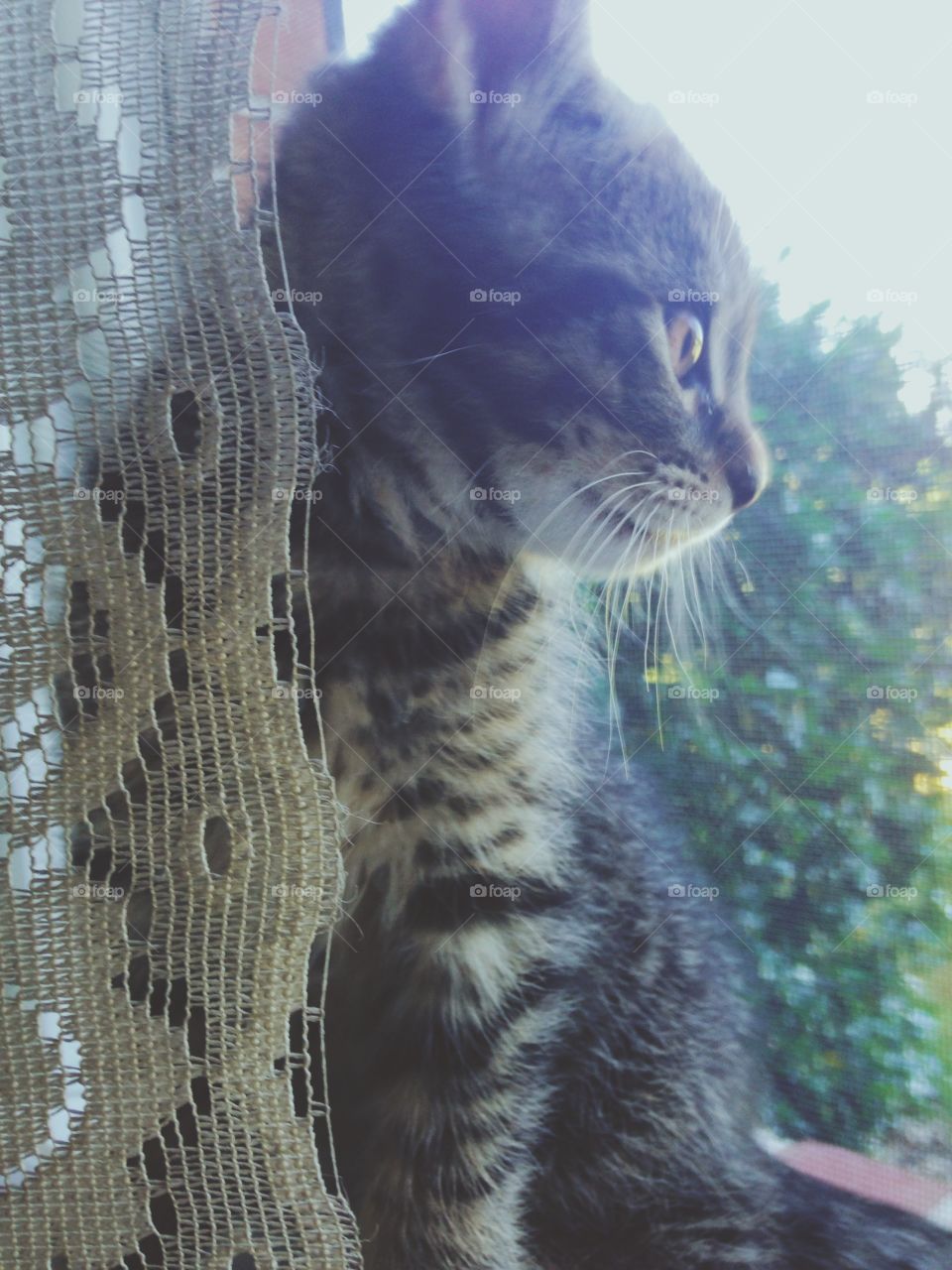 Kitten model