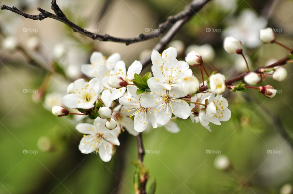 Flower, Cherry, Nature, Apple, Tree