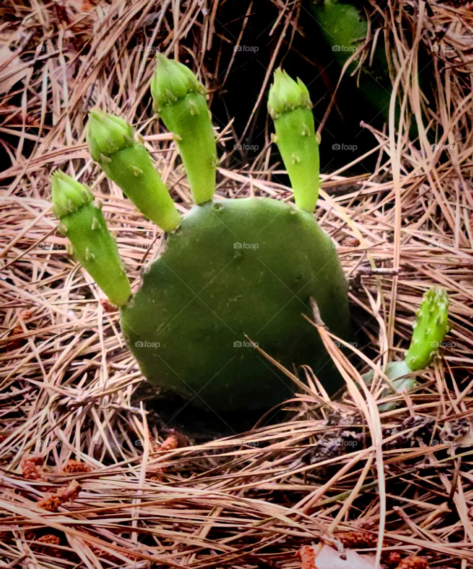 Hello Nature