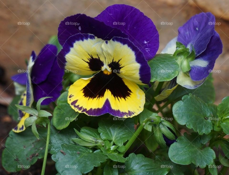 Flower#plant#nature#vegetation#colors