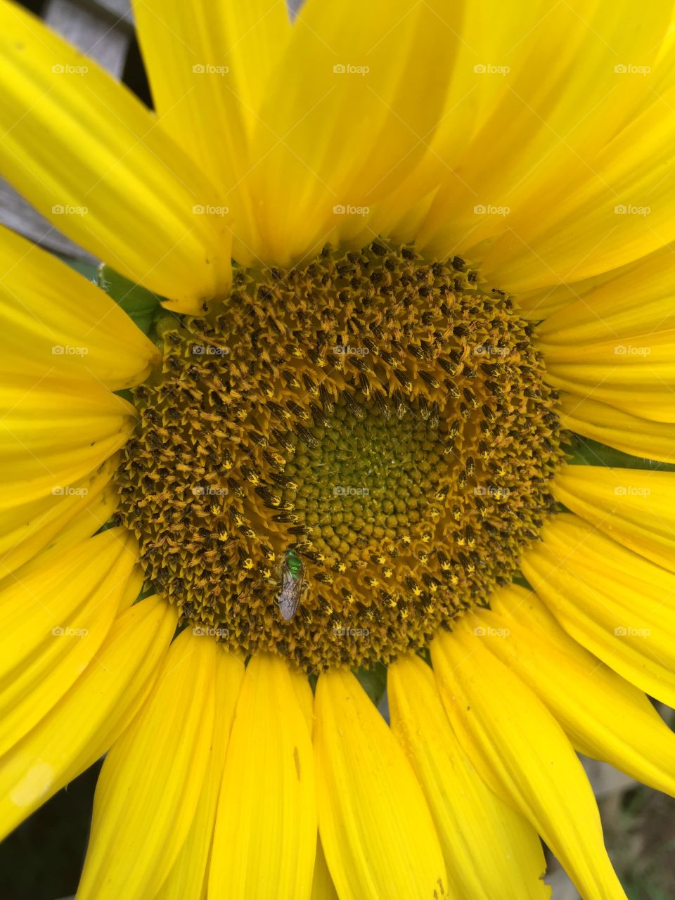 Sunflower 